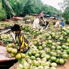 Tour Mỹ Tho – Bến Tre – Rạch Giá – Cà Mau – Bạc Liêu